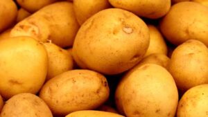 cultivo de patatas en agosto