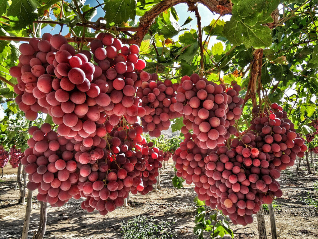 viticultura,verano,Variedades,uvas